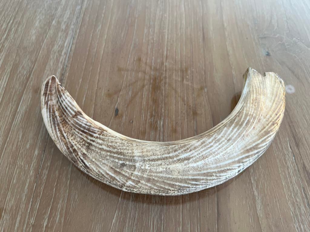 Slagtand Hippopotamus amphibius, Enlèvement ou Envoi, Comme neuf