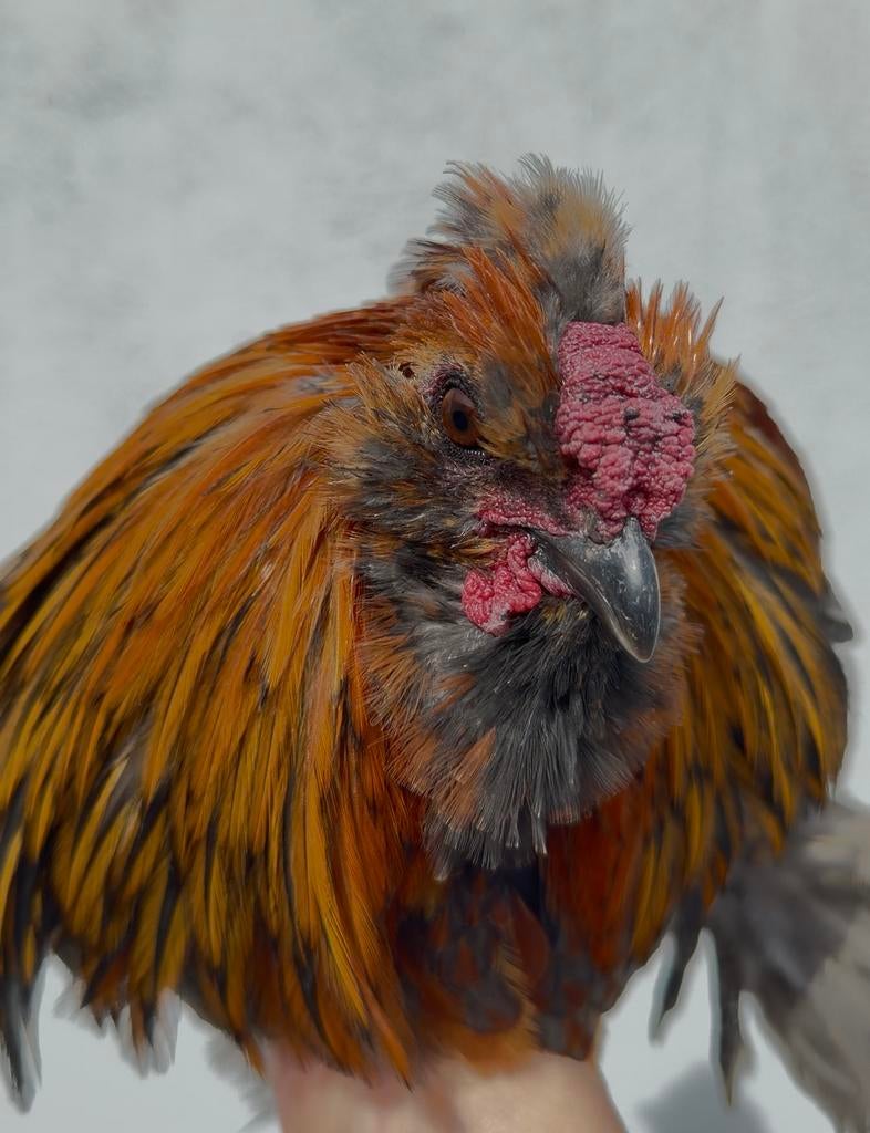 Mooi Sierhaantje (bruin/grijs) ter adoptie, Dieren en Toebehoren, Pluimvee, Kip, Mannelijk