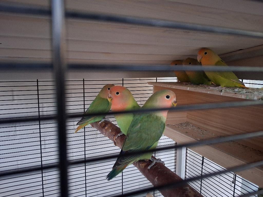 Dwergpapegaaien, Dieren en Toebehoren, Vogels | Parkieten en Papegaaien