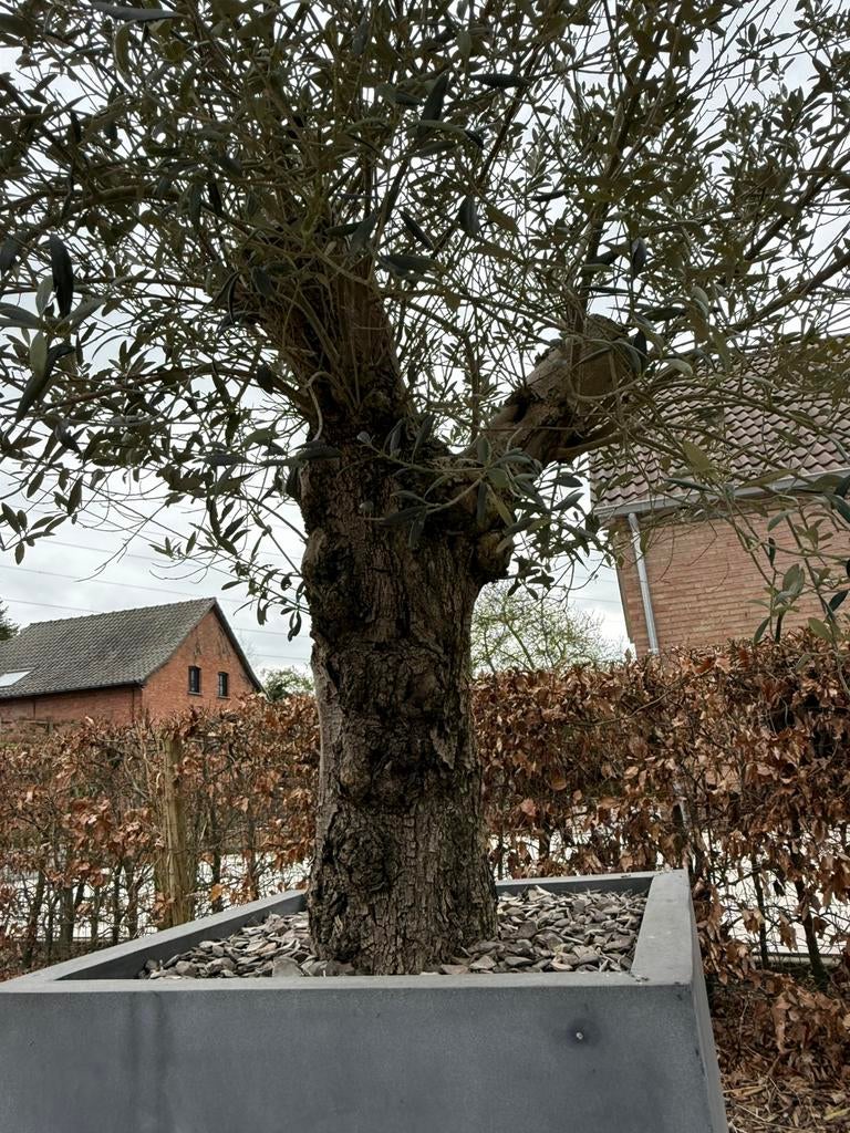 Prachtige olijfboom 70/80 oude stam in sierpot, Tuin en Terras, Planten | Bomen, Ophalen, Olijfboom