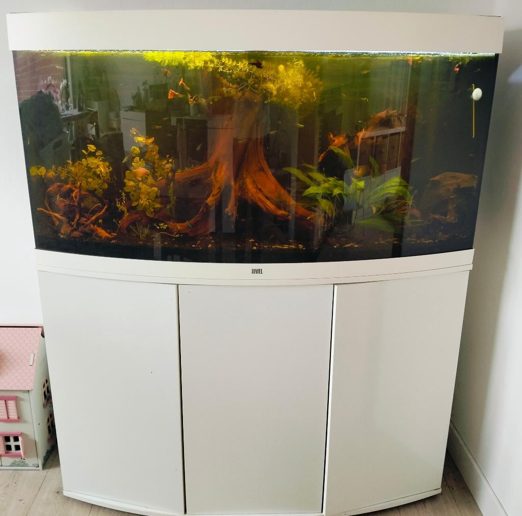 Aquarium, Dieren en Toebehoren, Vissen | Aquaria en Toebehoren, Ophalen, Gebruikt, Gevuld zoetwateraquarium