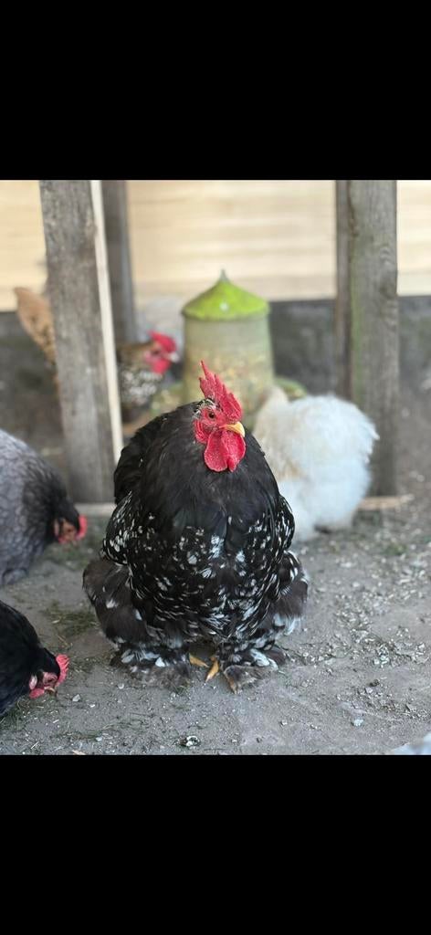 Bij deze zoeken deze 3 Hannen een nieuwe thuis