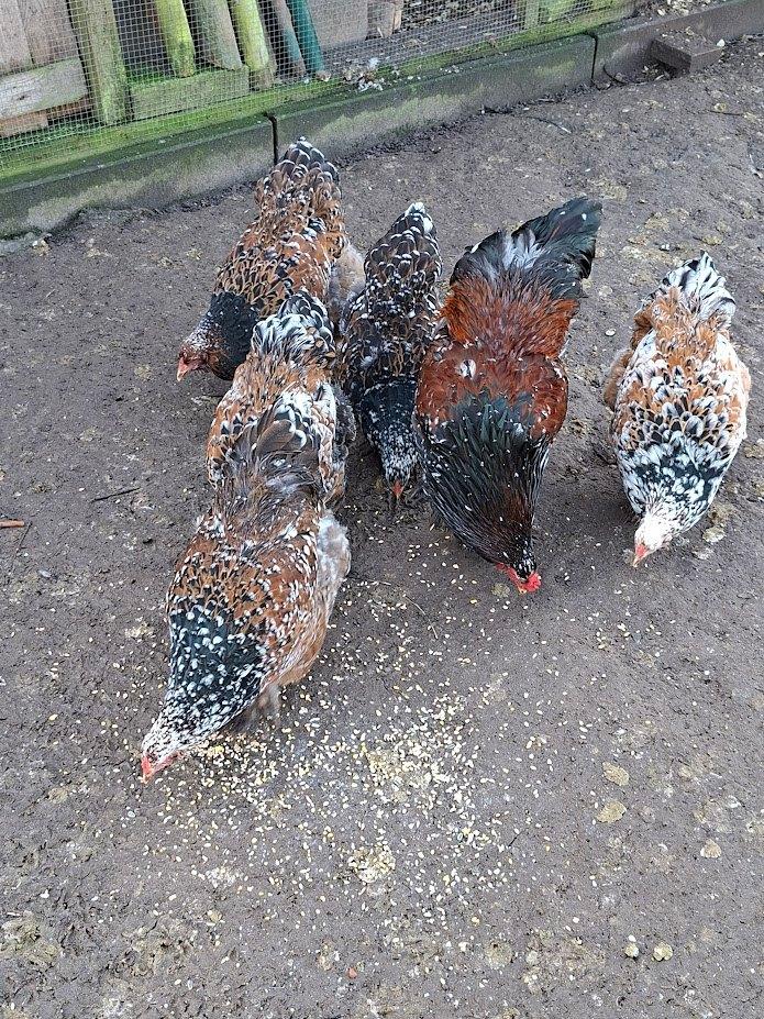 broedeieren van brahma porcelein, Dieren en Toebehoren, Pluimvee, Geslacht onbekend, Kip