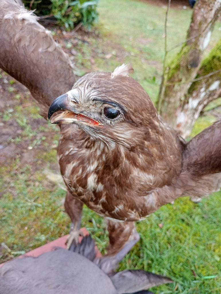 Taxidermie Buizerd Meerkoet, Ophalen, Gebruikt, Vogel, Opgezet dier