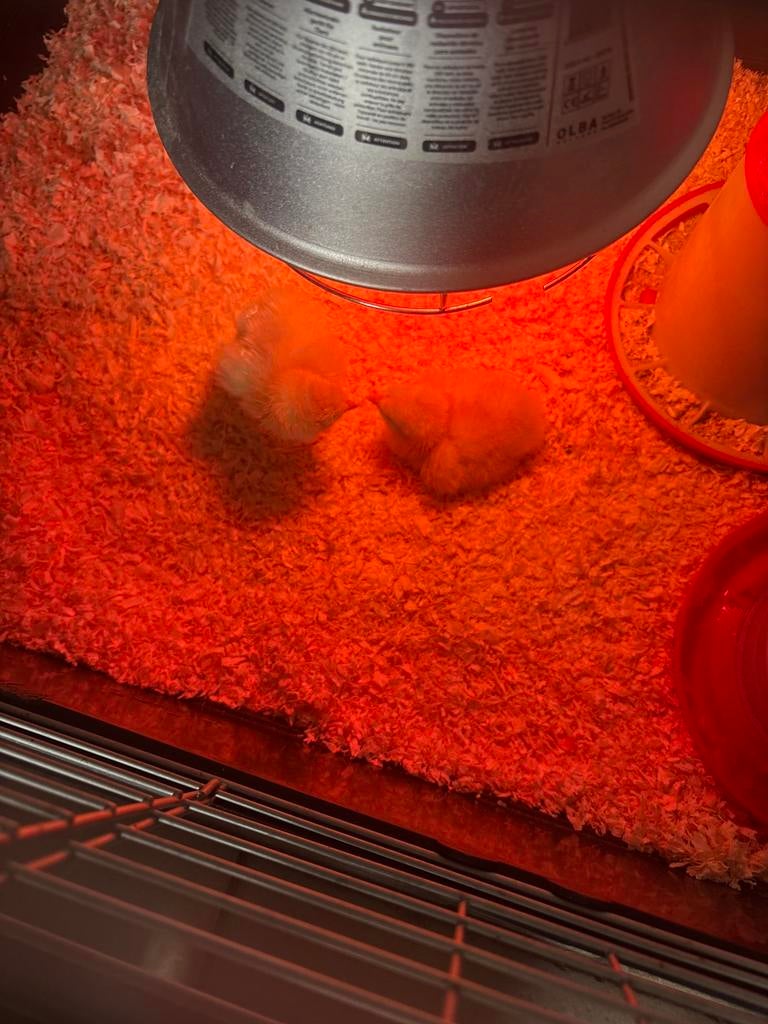 BROEDSERVICE, Animaux & Accessoires, Volatiles, Poule ou poulet, Plusieurs animaux