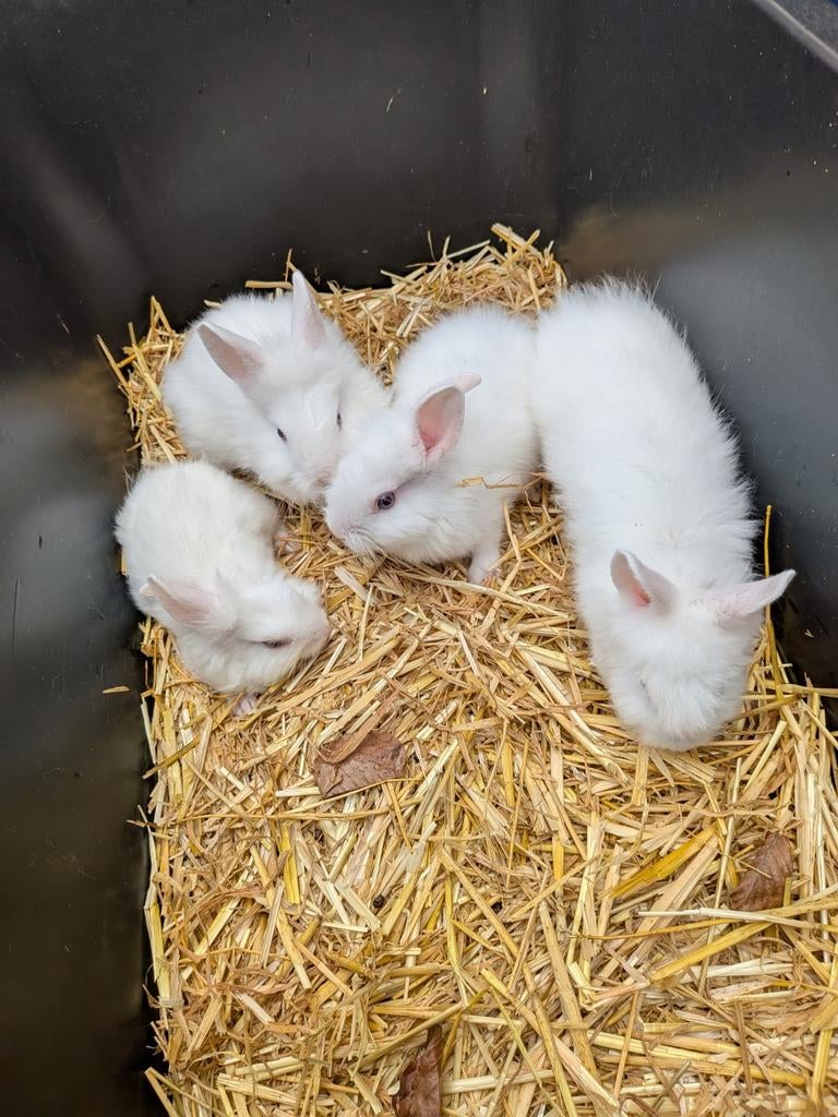 Konijntjes, Dieren en Toebehoren, Knaagdieren, Februari, Meerdere dieren, Overige typen, Tam