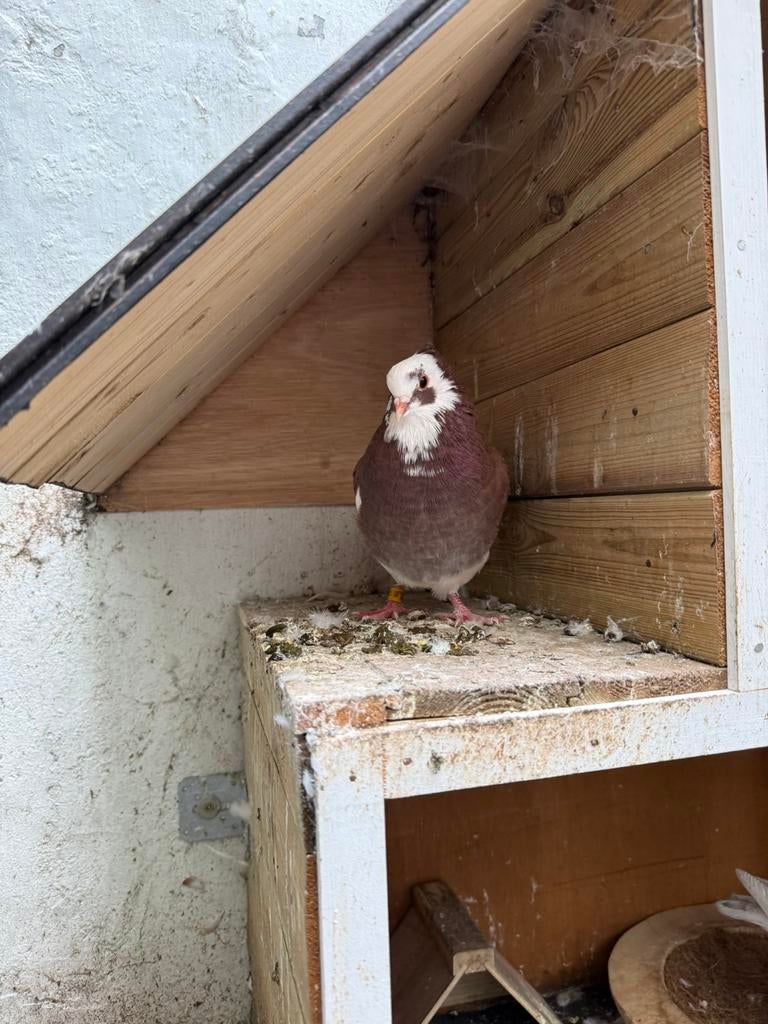 2 Jong kapucijn en zwart wit duif, Meerdere dieren