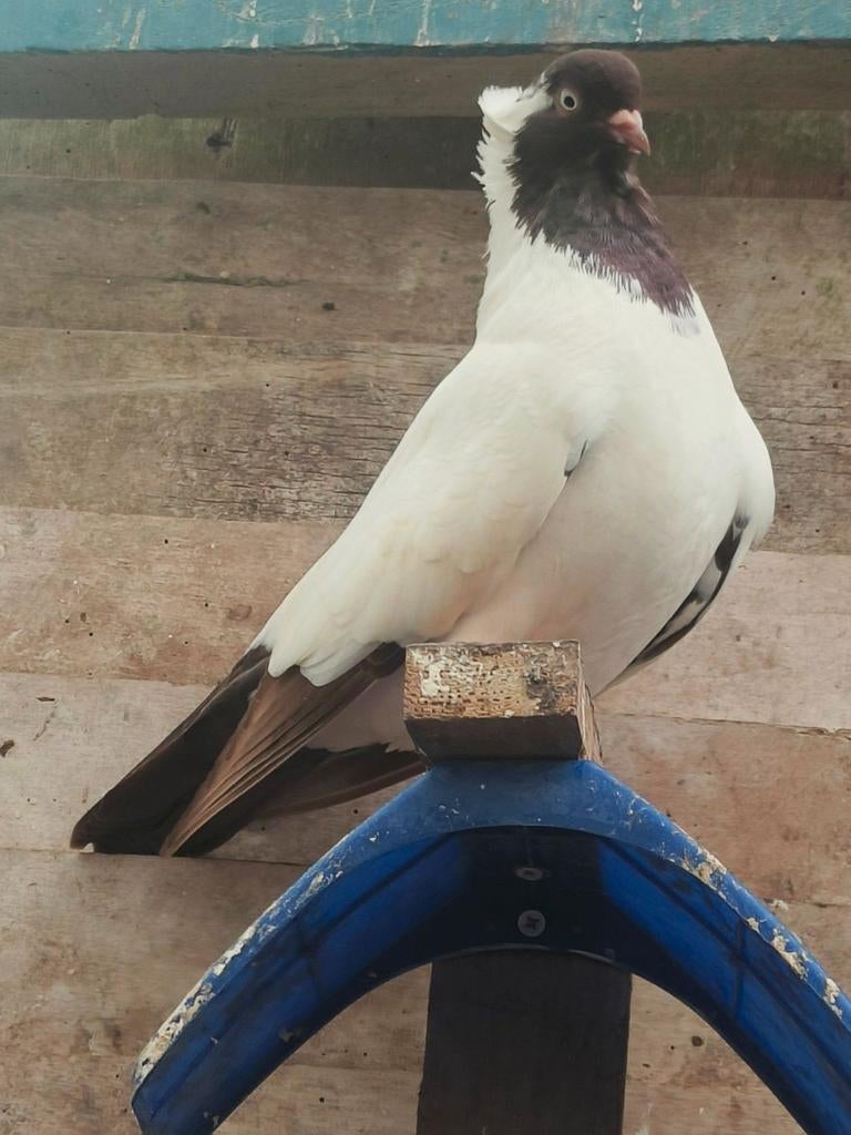 Mooie koppel kwijkrijp