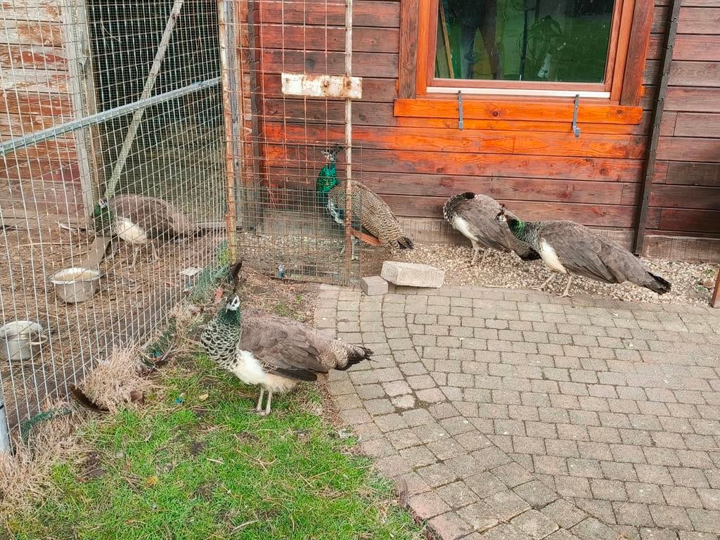 Jonge Pauwen, Dieren en Toebehoren