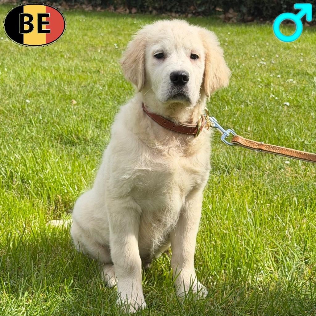 Magnifiques Golden Retriever (mâles) chiots belges à vendre, Golden retriever, Commerçant, Chien (mâle), Belgique