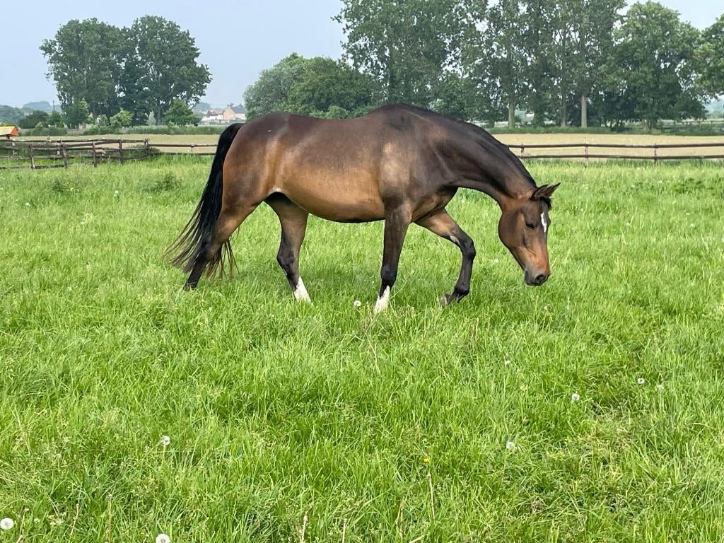 knappe D-pony fokmerrie, Dieren en Toebehoren, Pony's, Merrie, Met stamboom, Niet van toepassing, Springpony