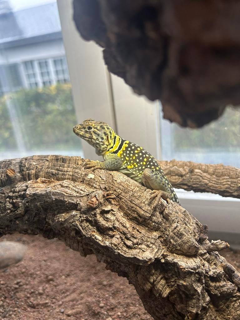 Crotaphytus collaris - lezard a collier, Animaux & Accessoires, Avec terrarium