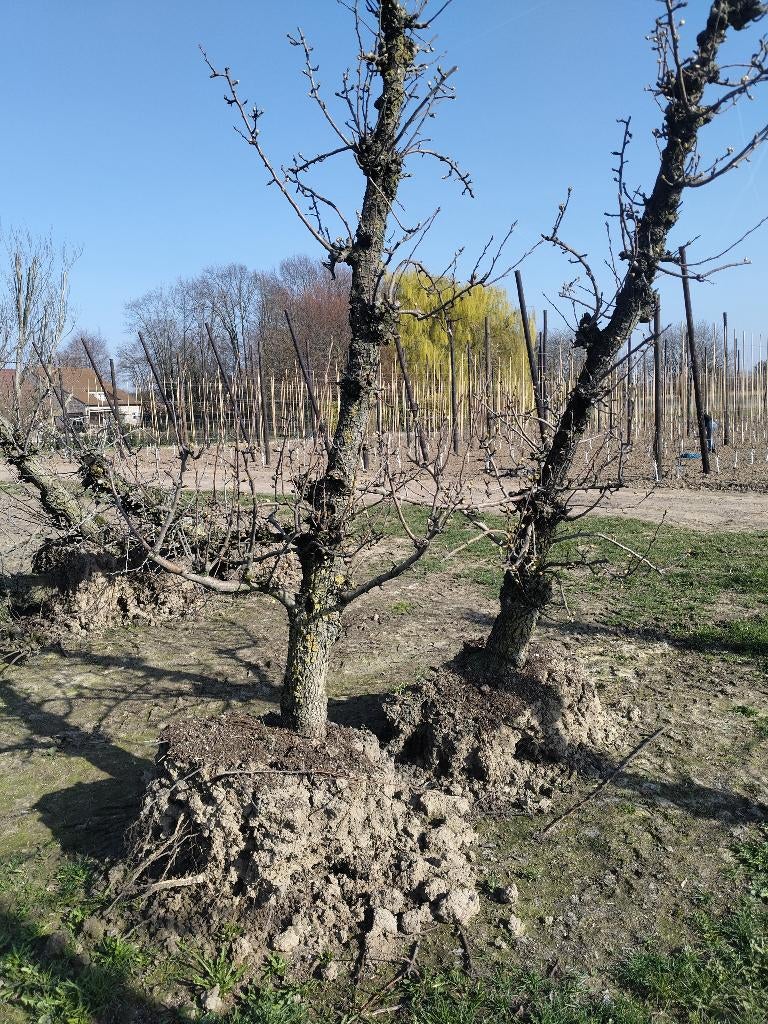 Peren boom, Ophalen of Verzenden, Perenboom