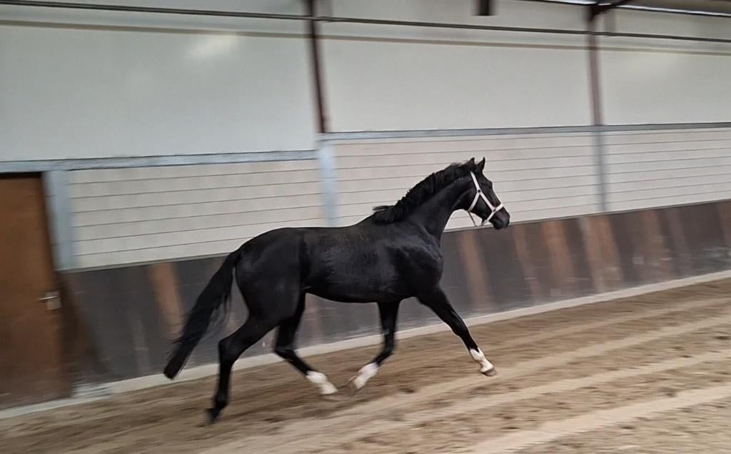"Toledo" 3 jarige zwarte klophengst * Grand Prix moeder*, Dieren en Toebehoren, Paarden, Dressuurpaard, Hengst, 3 tot 6 jaar, Onbeleerd