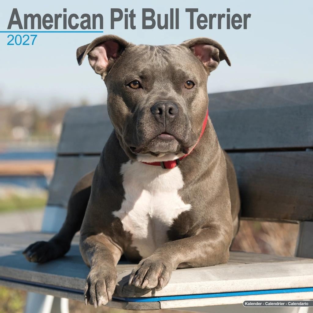 Calendrier American Pit Bull Terrier 2027 en précommande, Envoi, Calendrier annuel, Neuf