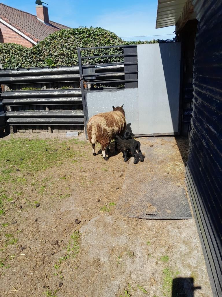 Schapen, Dieren en Toebehoren