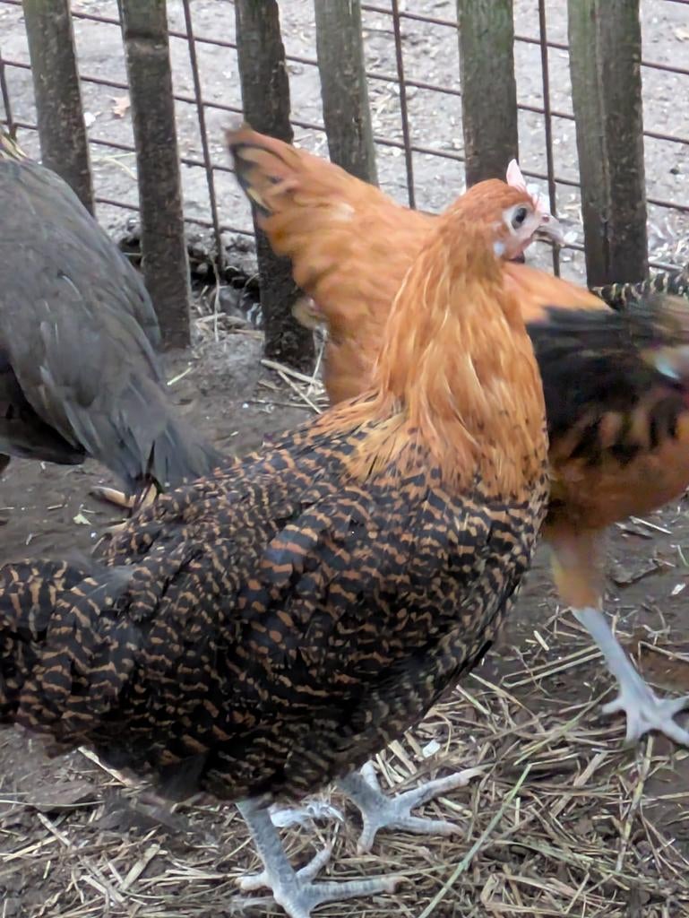 Goudbrakel, Dieren en Toebehoren, Pluimvee