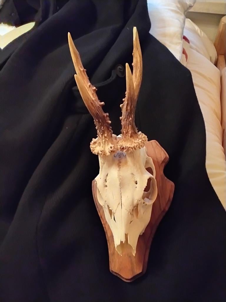 Schedel van ree., Ophalen, Schedel