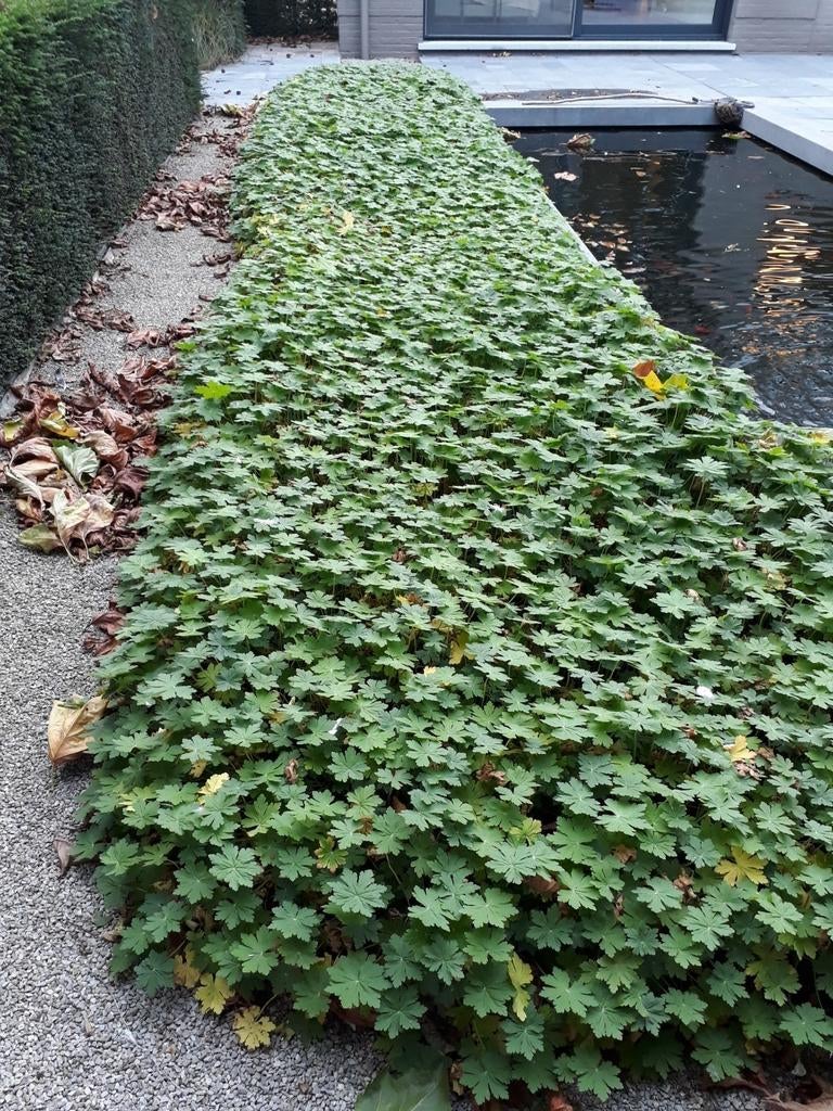 Géranium couvre-sol à croissance rapide, Jardin & Terrasse, Plantes | Arbustes & Haies, Enlèvement