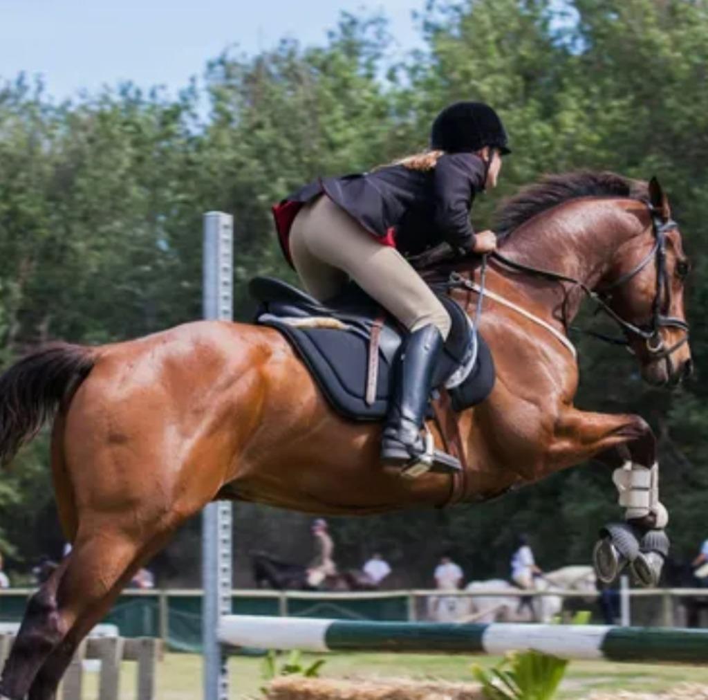 Équipement de soins pour chevaux + valise + fouet d'équitati, Enlèvement ou Envoi