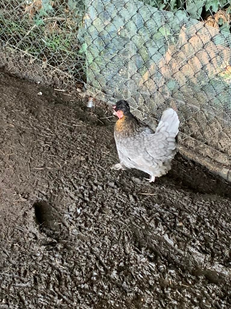 4 sier kippen te koop, Dieren en Toebehoren, Ophalen