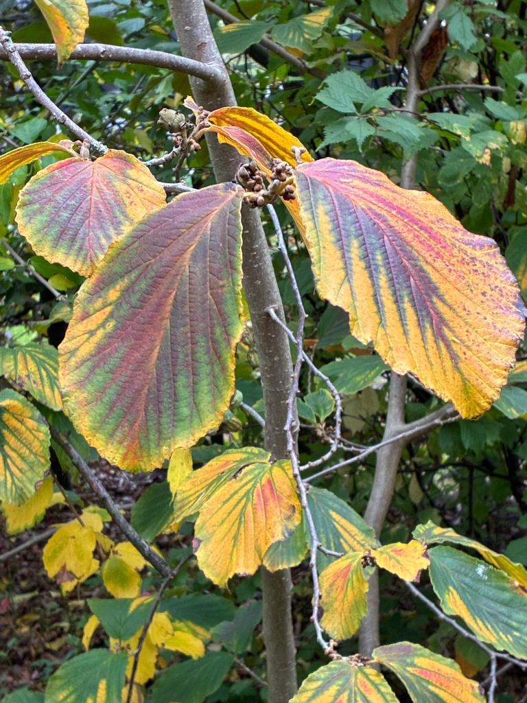tuinplanten, Ophalen, Winter, Vaste plant