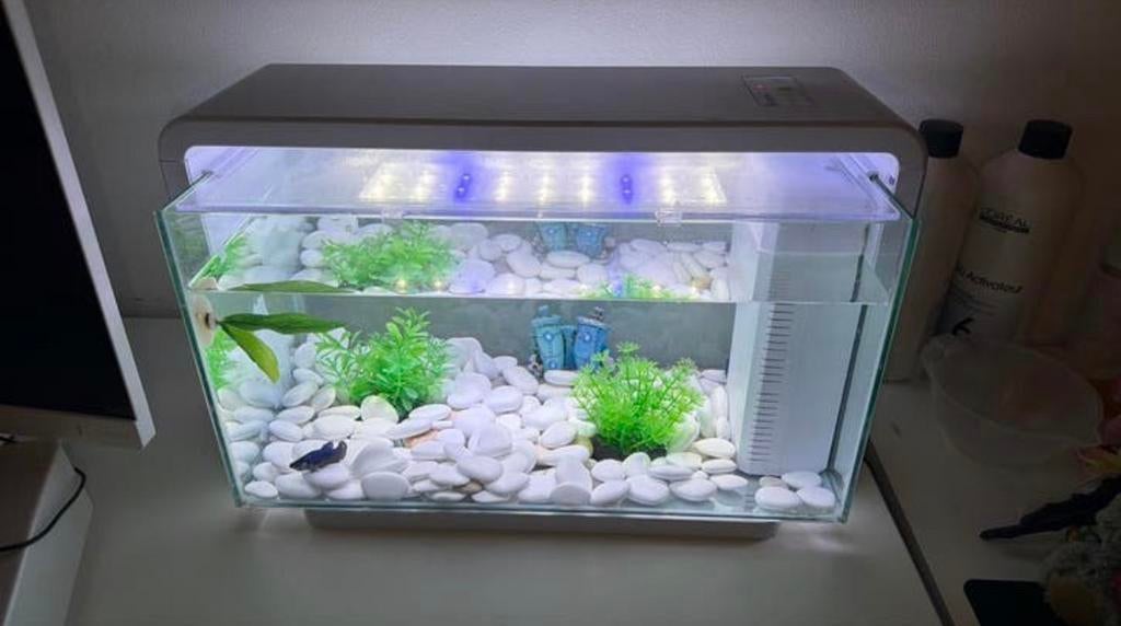 aquarium led jour et nuit + 2 combattantes femelle, Enlèvement, Comme neuf