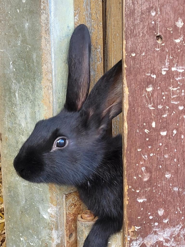 Duits reus/ Belgische haas, Dieren en Toebehoren, Konijnen