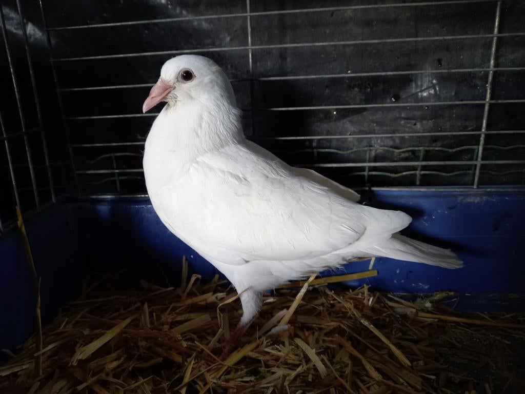 Jonge geringe witte reisduif