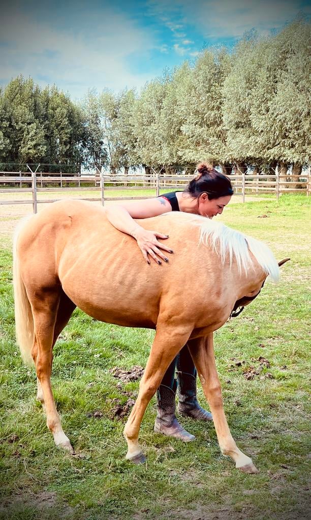 Quarter horse, Animaux & Accessoires, Chevaux, Étalon
