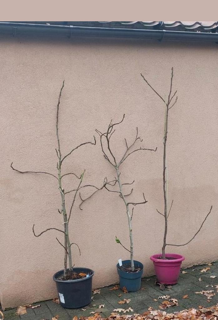 Vijgenbomen, Jardin & Terrasse, Plantes | Arbres fruitiers, Enlèvement, Figuier