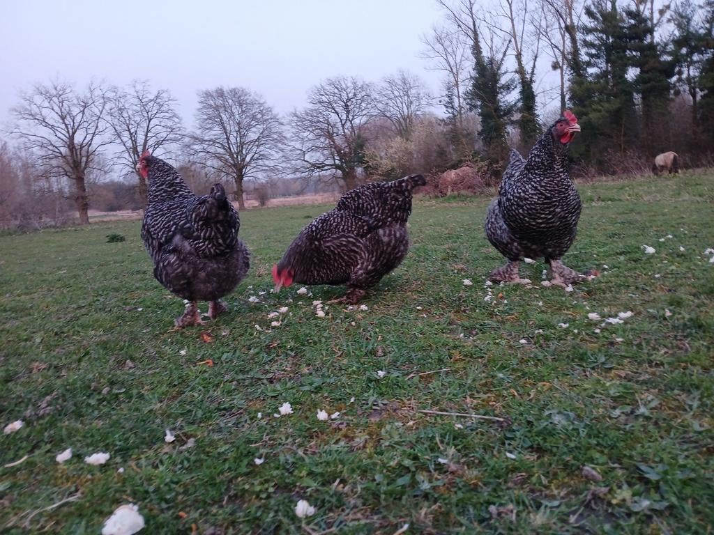 Raszuivere Mechelse Koekoek hennen – vrije uitloop, Dieren en Toebehoren, Pluimvee
