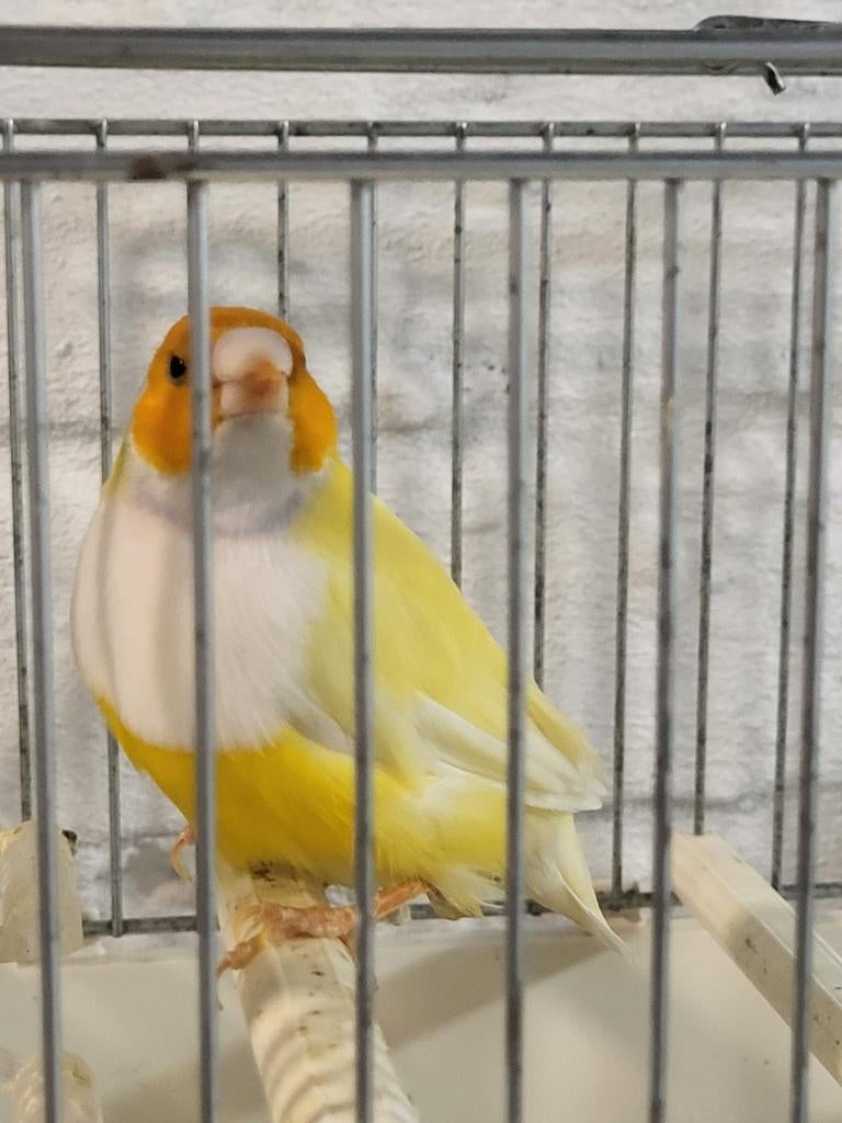 Koppel gouldamadines, geringd van 25, Bagué