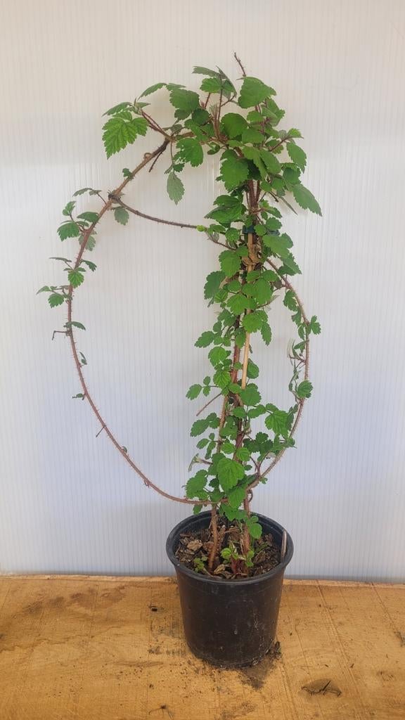 Japanse wijnbes, Tuin en Terras, Ophalen, Volle zon, Vaste plant, Fruitplanten