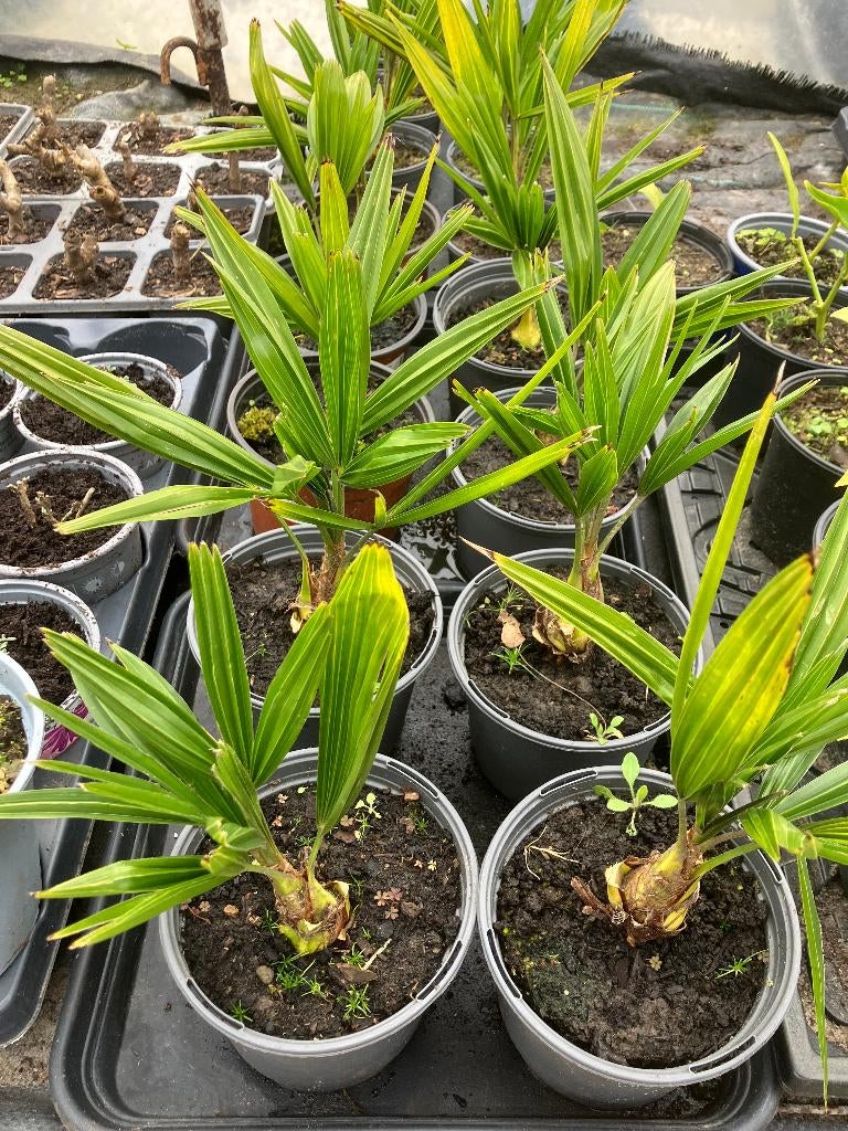 Trachycarpus Fortunei, Jardin & Terrasse, Plantes | Arbres, Palmier, Moins de 100 cm, Plein soleil, En pot, Enlèvement