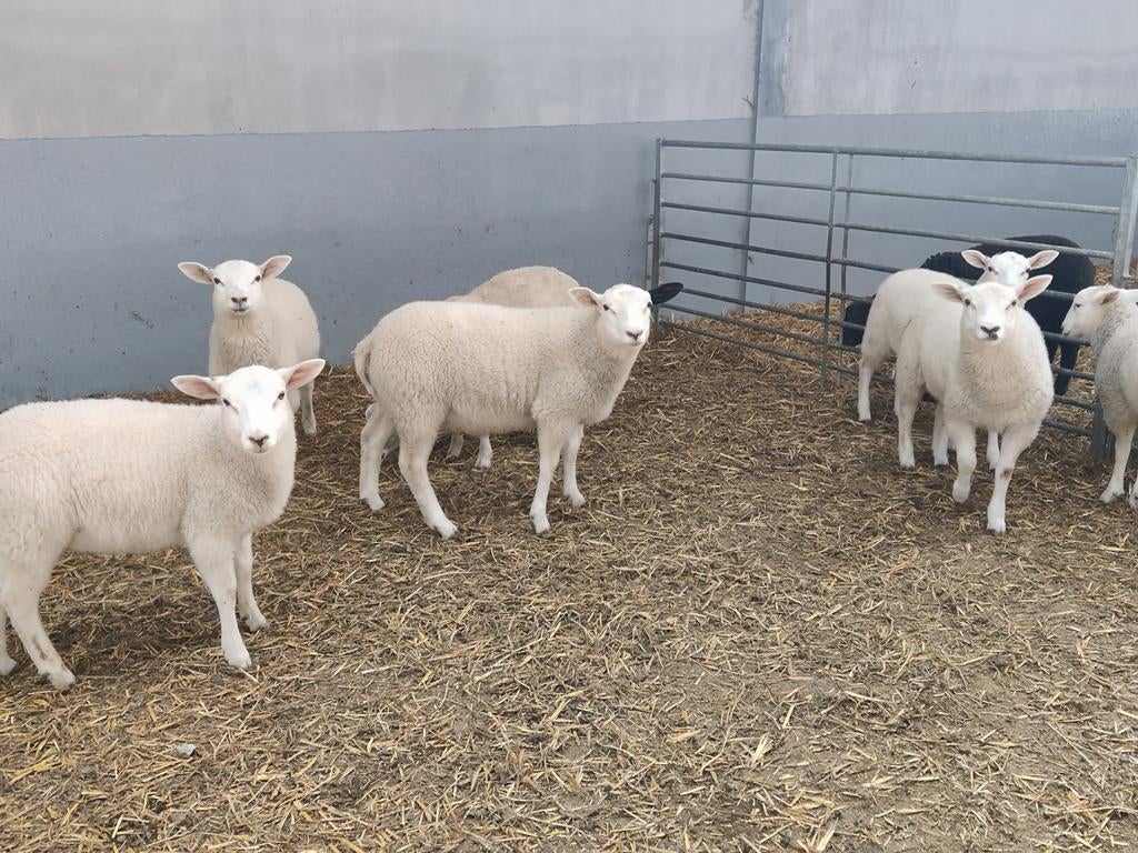 Swifter stamboek ramlammeren, Dieren en Toebehoren