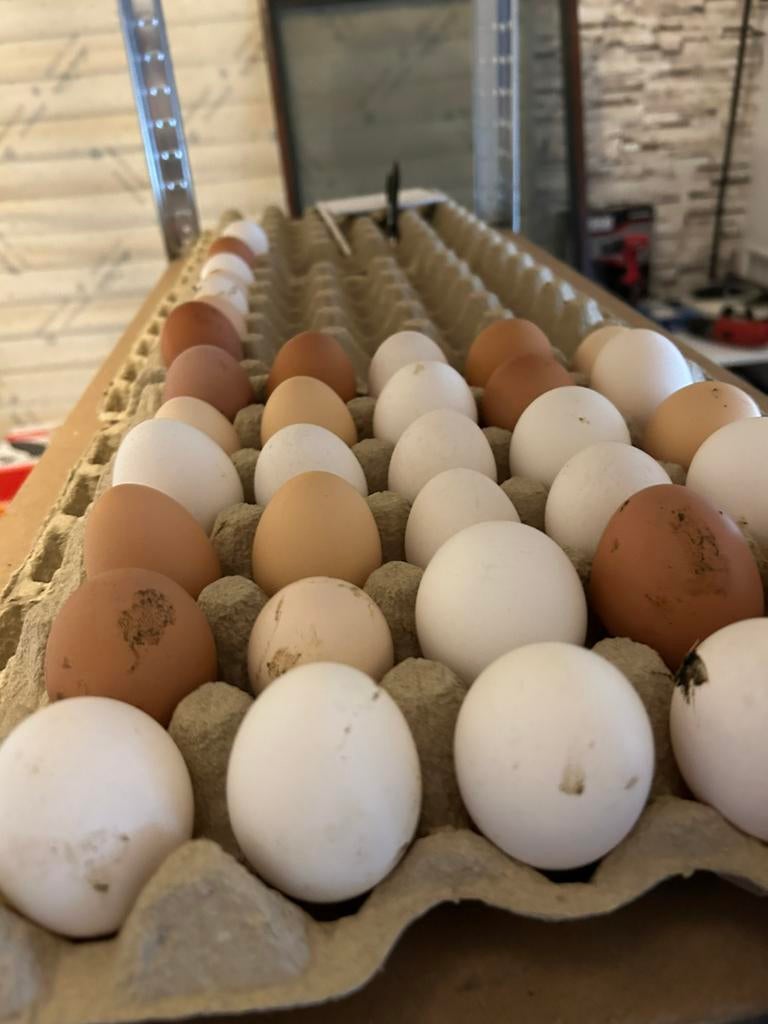 Broedeieren mix, Dieren en Toebehoren, Pluimvee | Toebehoren, Zo goed als nieuw, Ophalen of Verzenden