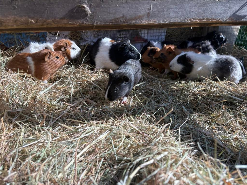 Cavias te koop, Dieren en Toebehoren, Cavia, Mannelijk, Januari, Tam