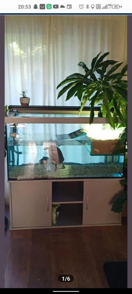 Schildpad bak, Dieren en Toebehoren, Ophalen