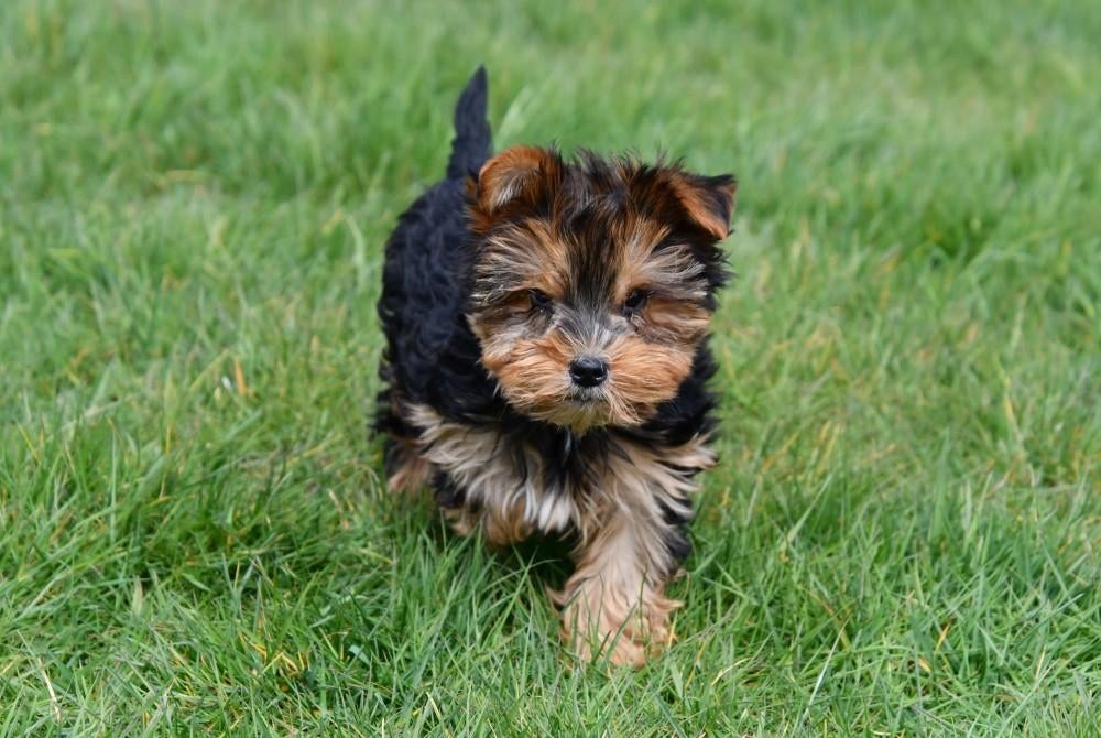 Yorkshire Terriër pup te koop (reutje), Dieren en Toebehoren, Yorkshire Terriër, 15 weken tot 1 jaar, Reu, Buitenland