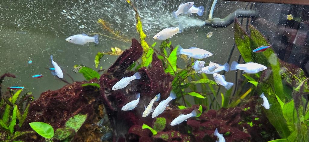 Zilver molly gratis af te halen, Dieren en Toebehoren, Vissen | Aquariumvissen, Vis, Zoetwatervis