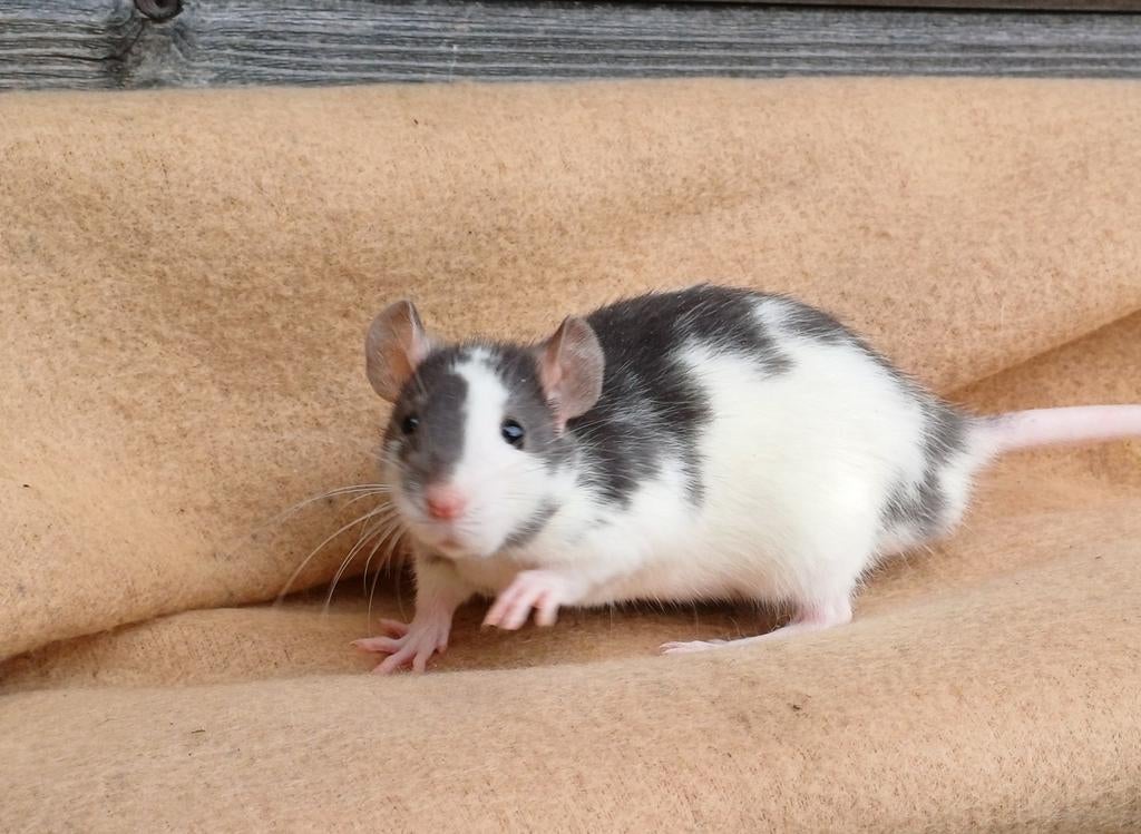 Mannelijke rittens meteen beschikbaar, Janvier, Mâle