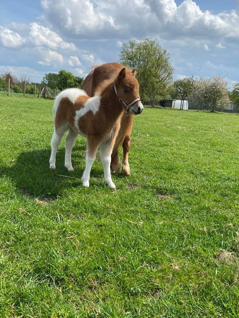 Dek hengst, Dieren en Toebehoren, Pony's, Hengst, Springpony, Gechipt, 0 tot 2 jaar