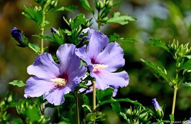 Hibiscus Syriacus Violet, Autres espèces, Plein soleil, Été, Enlèvement
