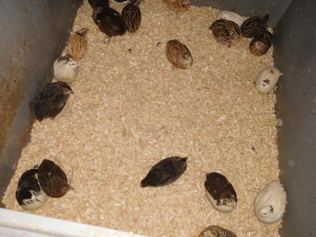 broedeieren japanse vleeskwartels