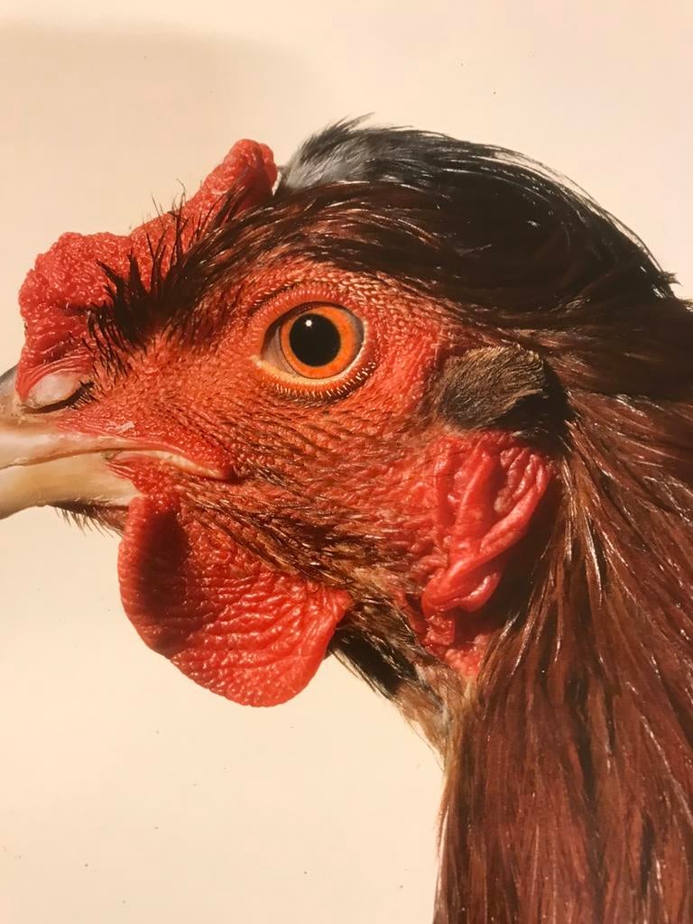 Sculptures de Koen Vanmechelen 30 pages, Enlèvement ou Envoi