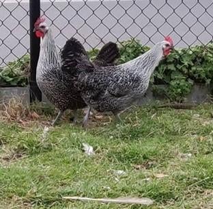 Zilveren Leghoen, Vrouwelijk, Kip