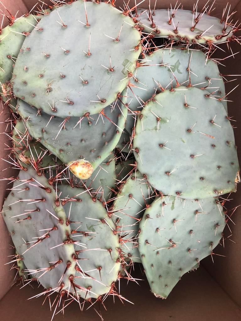 Winterharde cactusschijven, Ophalen, Lente