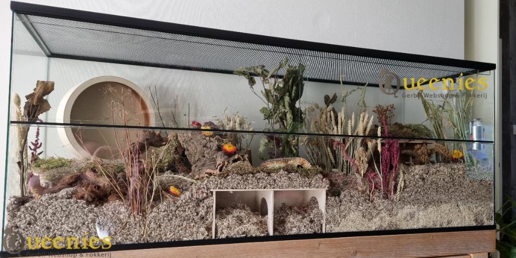 Terrarium voor hamster met schuifruiten, Animaux & Accessoires, Neuf, Enlèvement ou Envoi, Niche, Moins de 60 cm