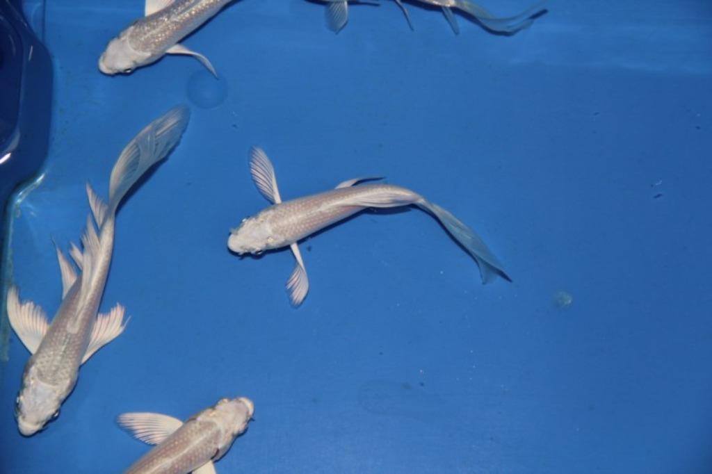 Vlinderkoi aan huis geleverd!, Karper of Koi